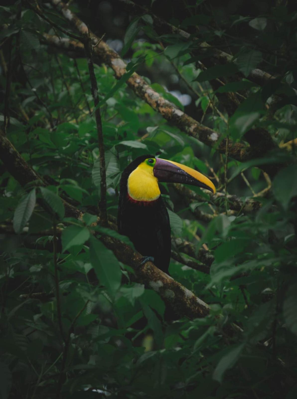 Yarumo Lodge, Rio Celeste Black Chalets Bijagua Bagian luar foto